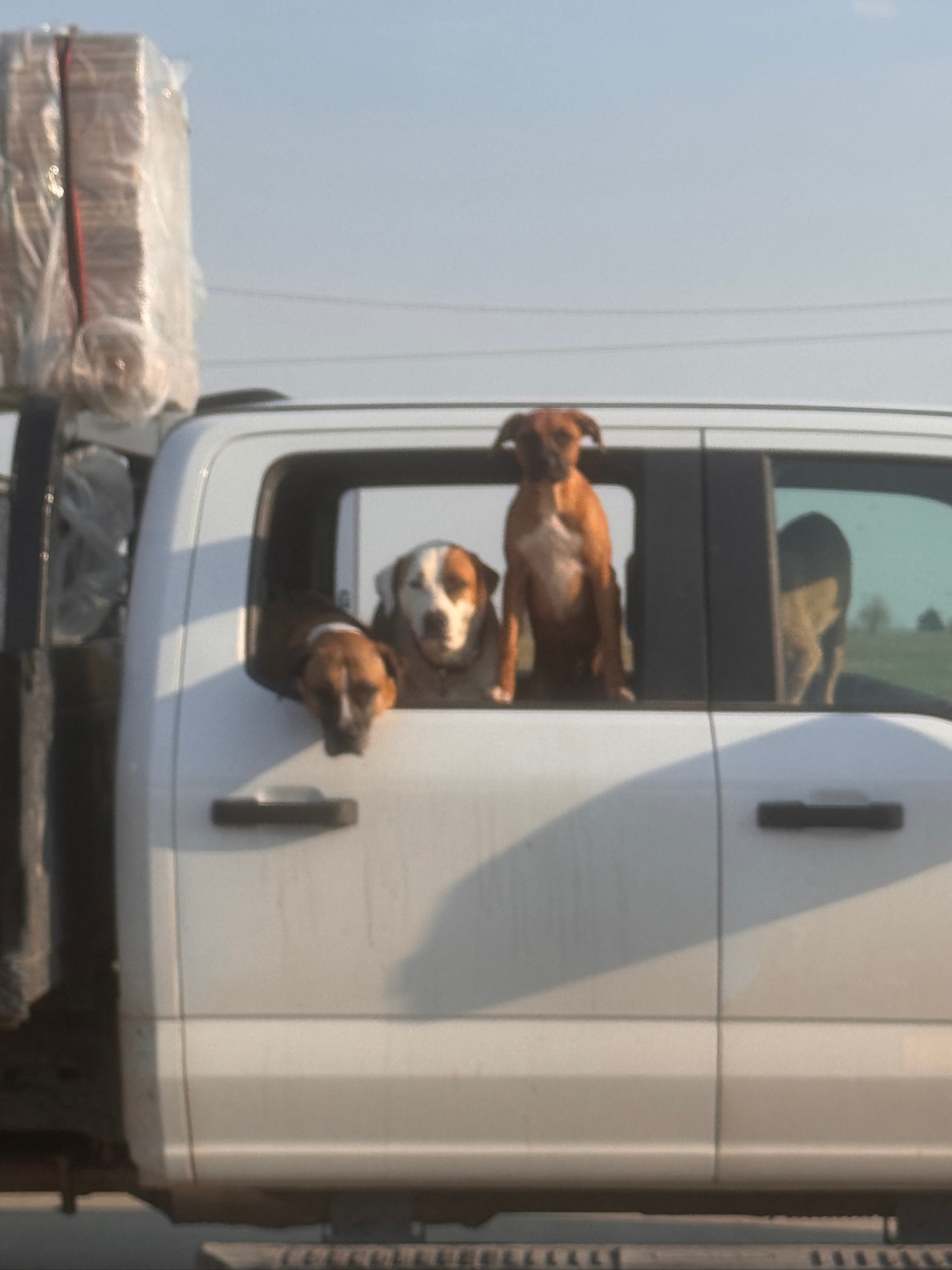 Shop dogs riding along on a delivery run