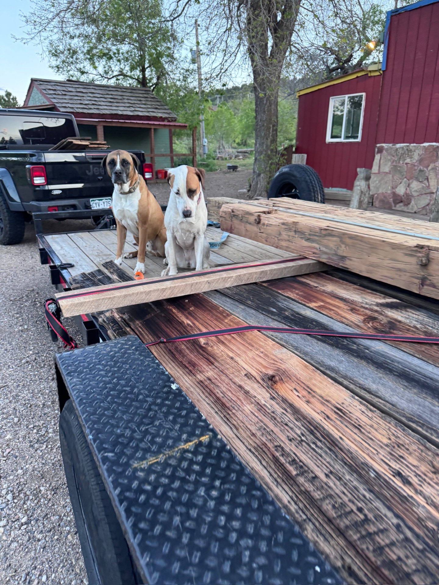Trailer load of barn boards with shop dogs